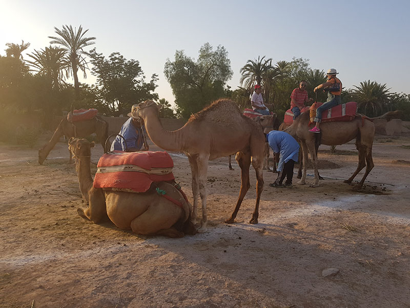 palmeral de marrakech