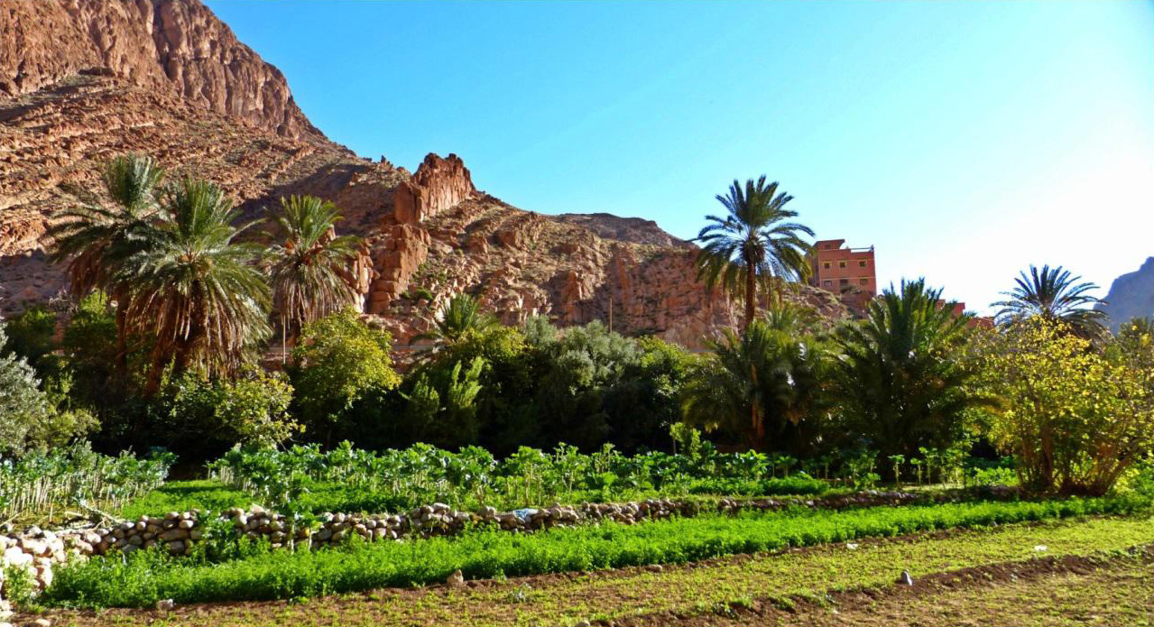 El palmeral del Todra